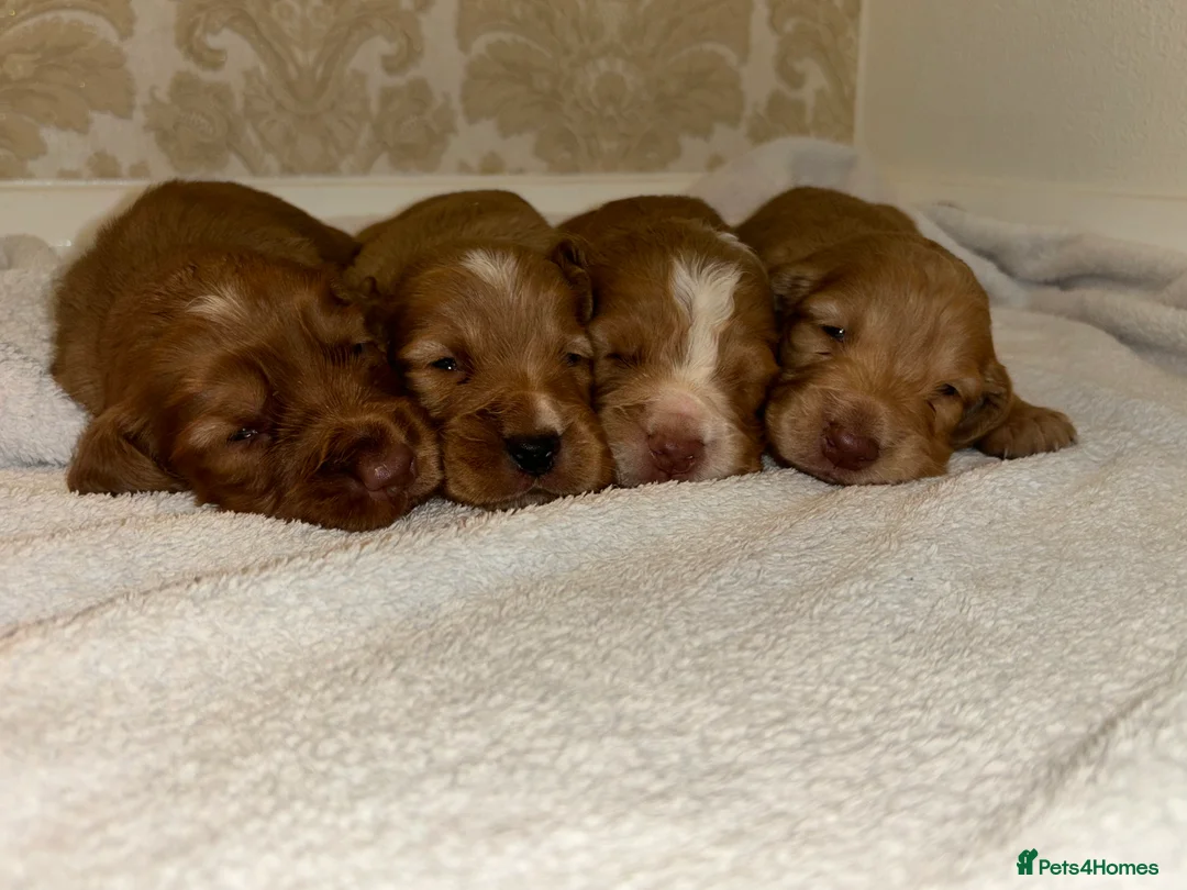 Cocker Spaniel dogs for sale: Working type cocker spaniel puppys - Advert 29