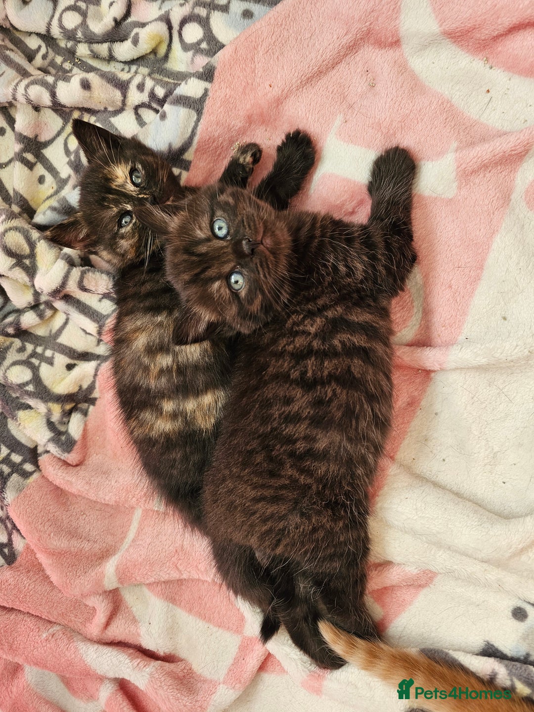 British Shorthair cats for sale: Beautiful British shorthair kittens  - Advert 7