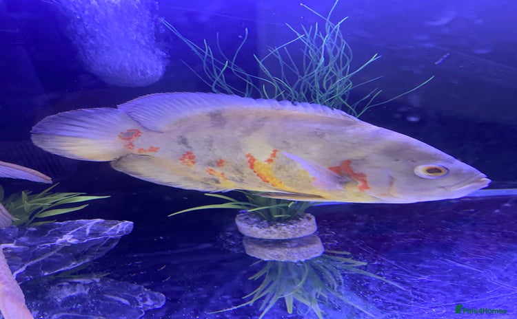 Cichlids fish - Advert 1