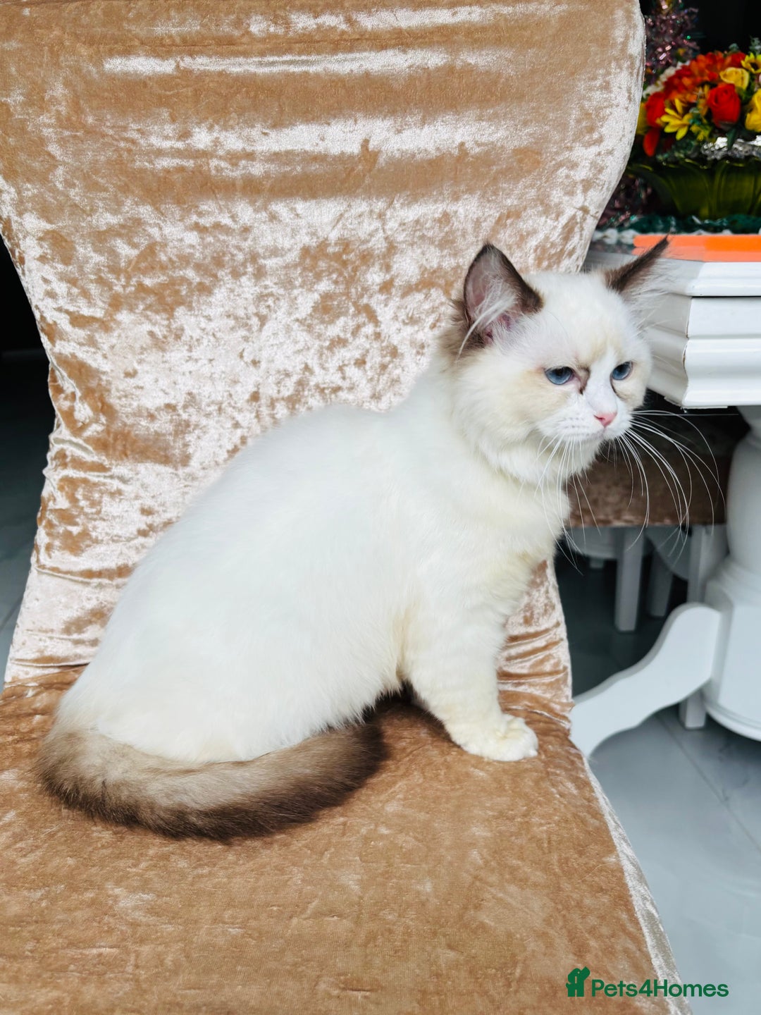 Ragdoll cats for sale: Beautiful ragdoll kittens  - Advert 5