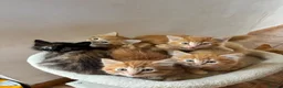 Mixed Breed cats for sale: Ginger-Tortie Kittens  - Advert 1