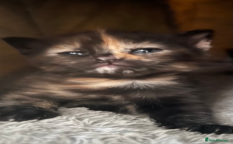 Mixed Breed cats - Advert 1