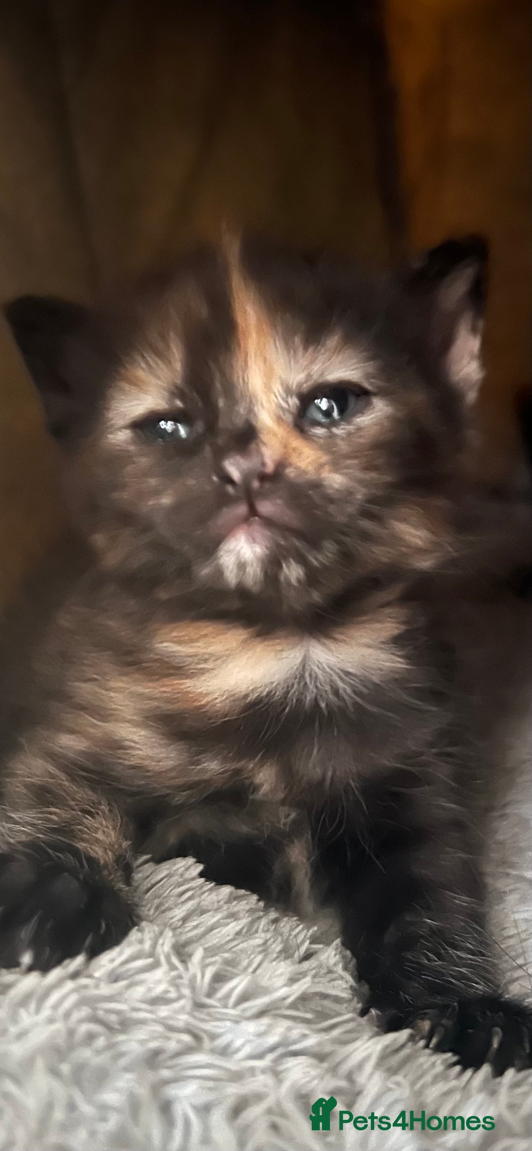 Mixed Breed cats for sale: Stunning tortoise shell kittens 9 weeks - Image 1