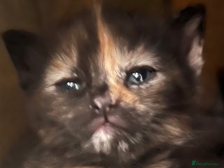 Mixed Breed cats - Advert 6