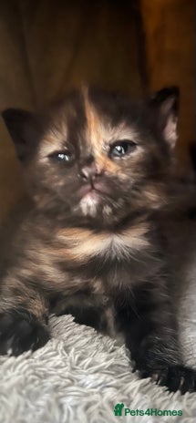 Mixed Breed cats - Advert 6