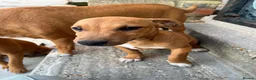 Mixed Breed dogs for sale: Jack Russell x Plummer puppies for sale - Advert 14
