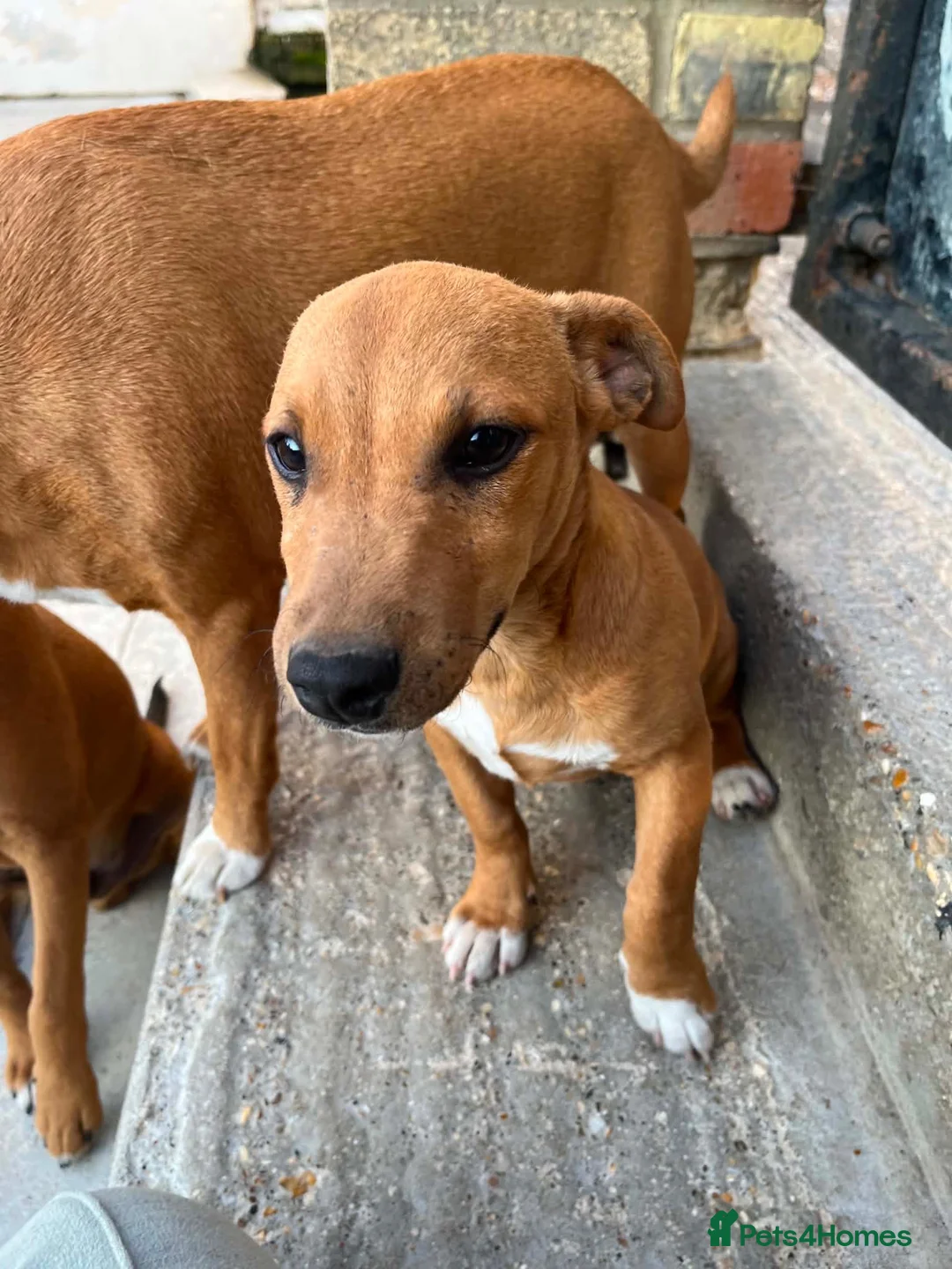 Mixed Breed dogs for sale: Jack Russell x Plummer puppies for sale - Advert 14