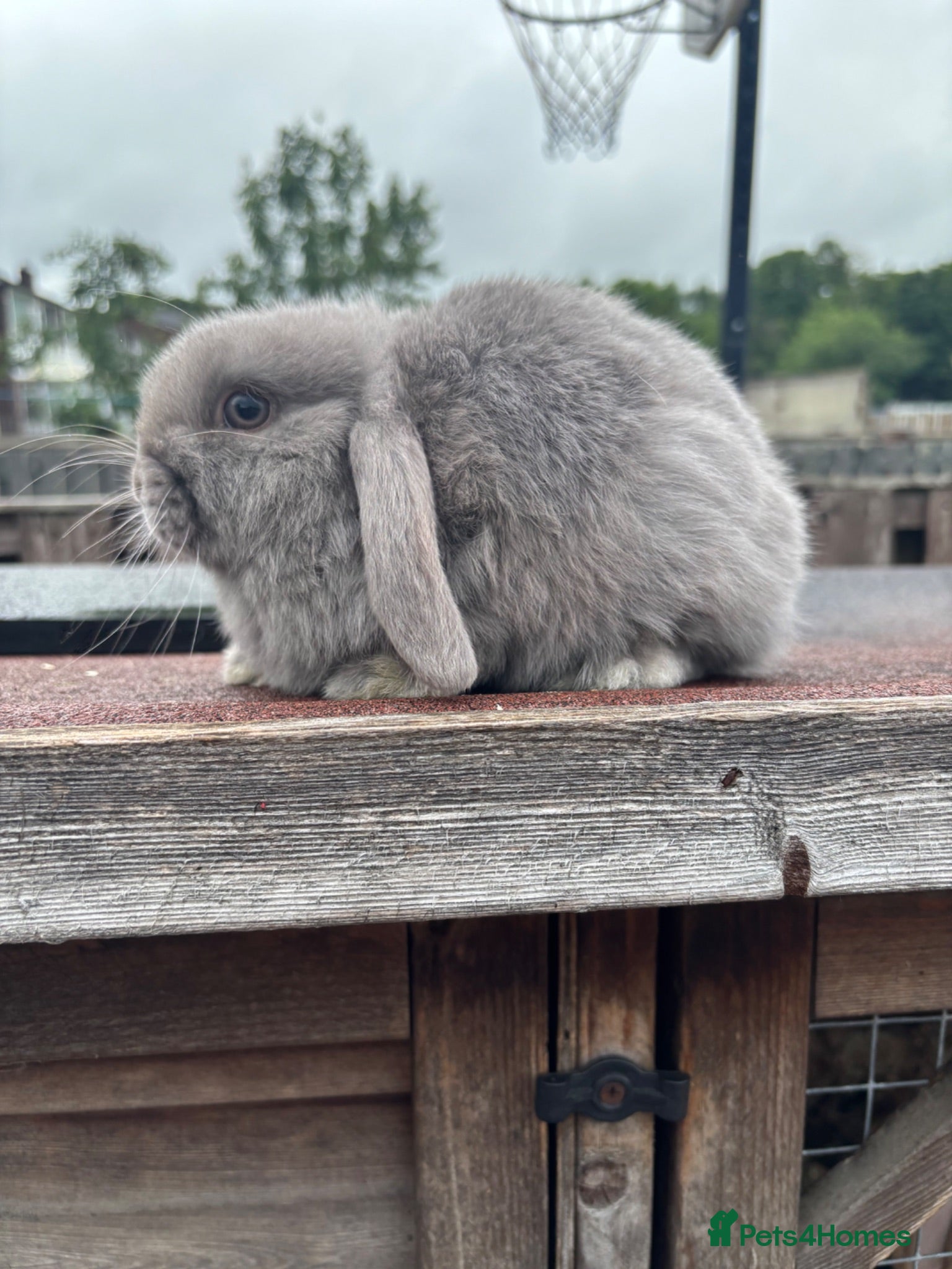 Mini Lop rabbits Mini Lop rabbits Ready to leave  - Advert 2