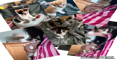 Mixed Breed cats - Advert 14