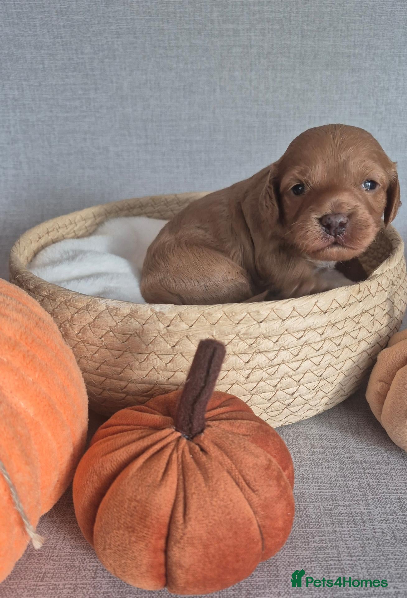 Cavapoo dogs for sale: Cavapoos F1 fully health tested - Advert 1