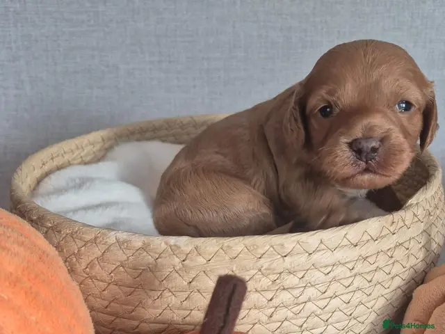 Cavapoo dogs for sale: Cavapoos F1 fully health tested - Advert 1