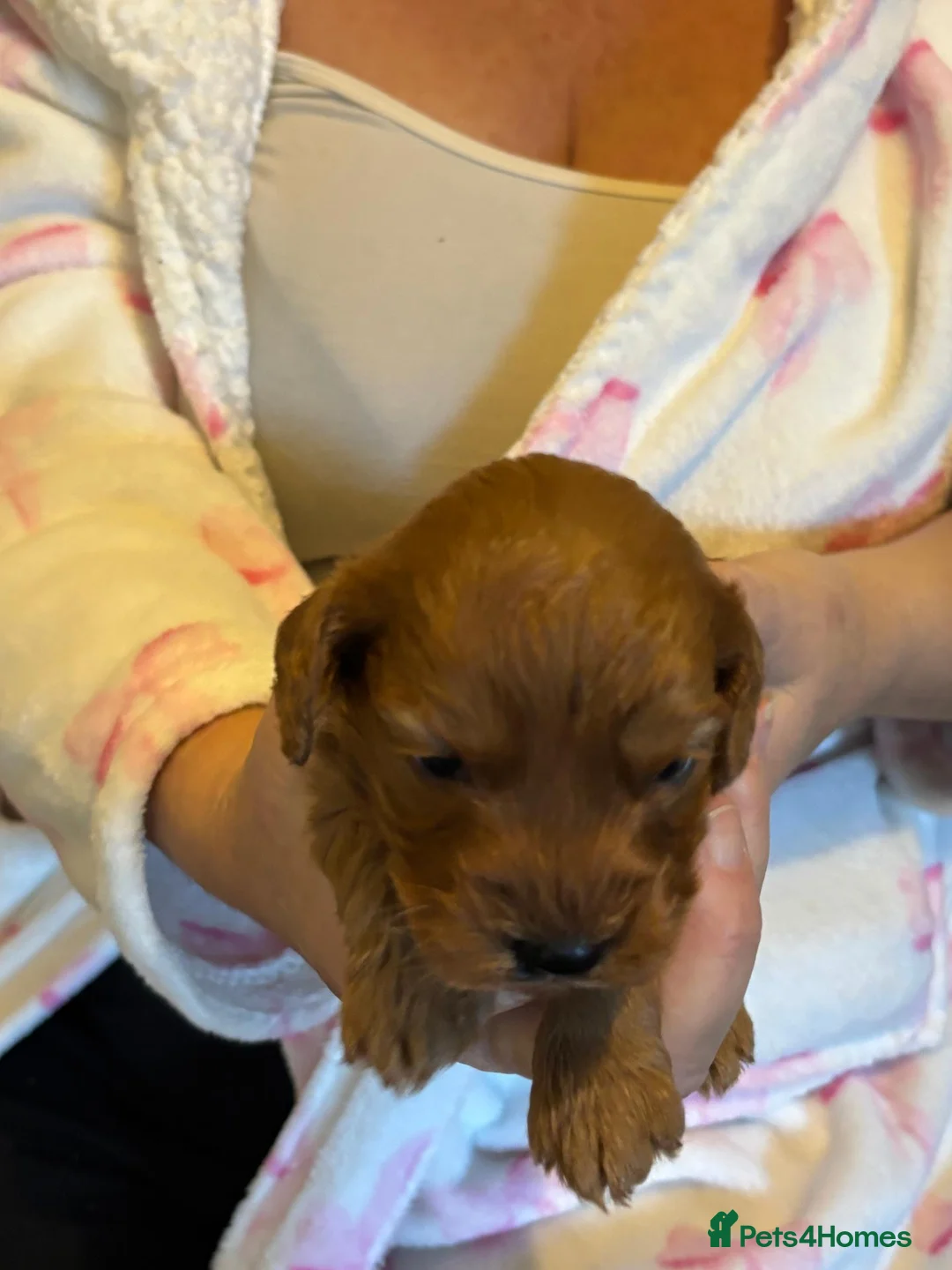 Cockapoo dogs for sale: RICH RED F1 TOY COCKAPOO PUPPIES - Advert 7