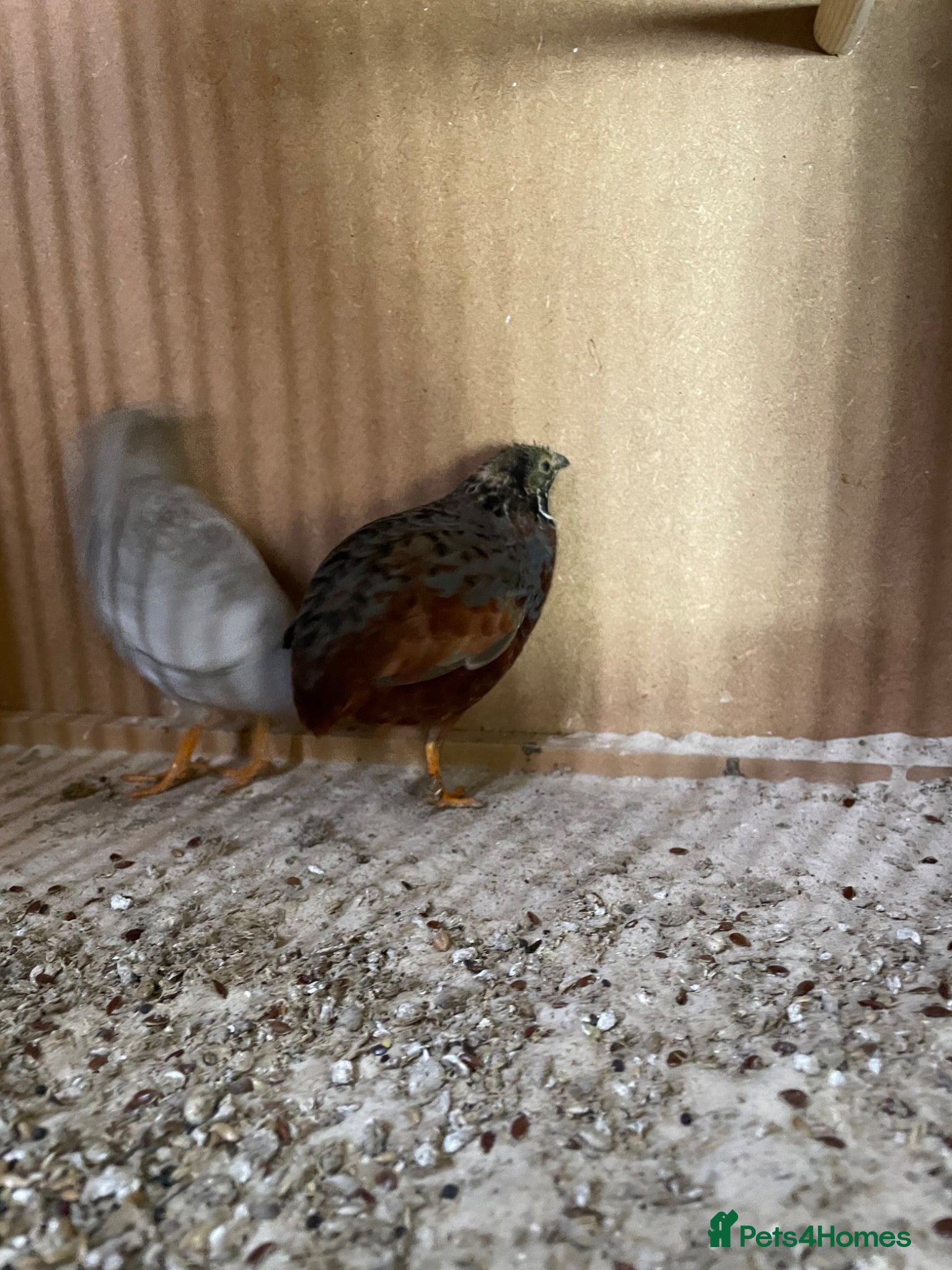 Quail poultry Pair of button quail  - Advert 2