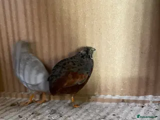 Quail poultry Pair of button quail - Advert 2