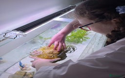 Axolotl reptiles for sale: Aquarium set up and pump  - Image 3