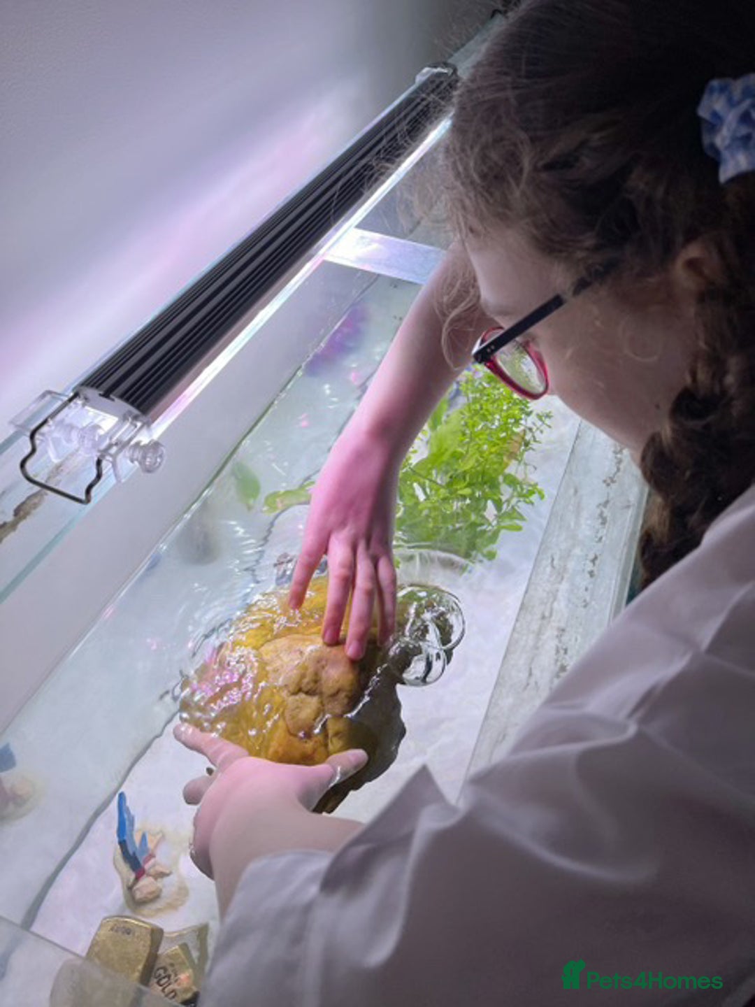 Axolotl reptiles for sale: Aquarium set up and pump  - Image 3