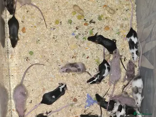 Mouse rodents Baby Fancy Mice, Mostly Female - Advert 1