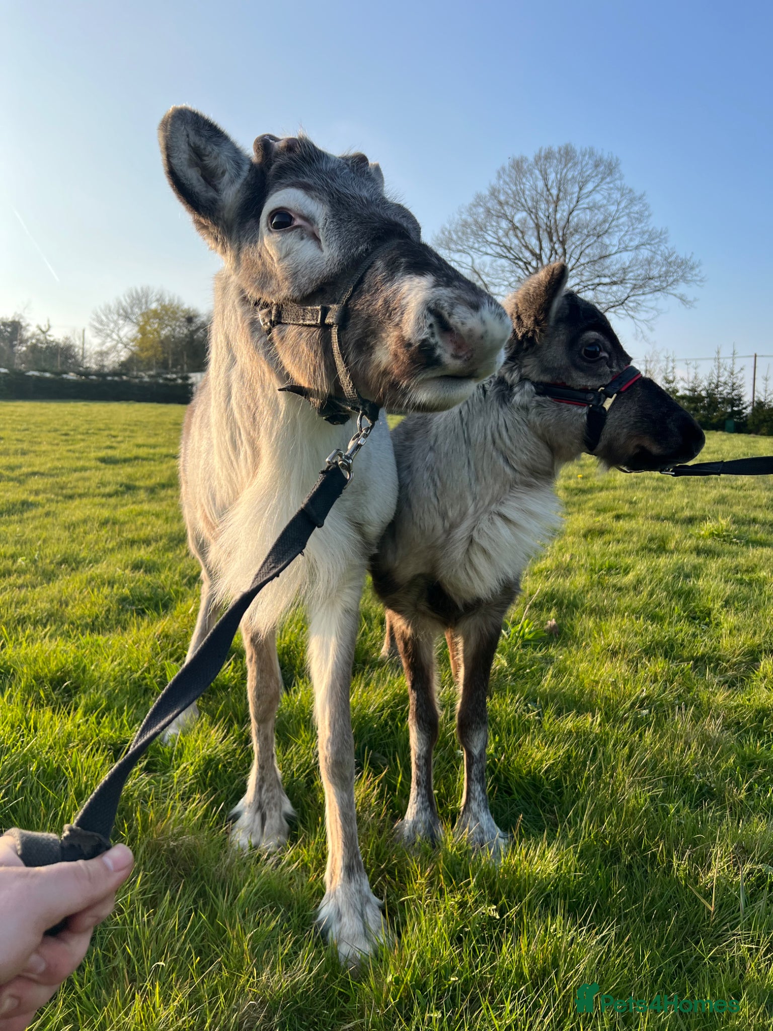 Mixed Breed livestock Reindeer for sale  - Advert 6