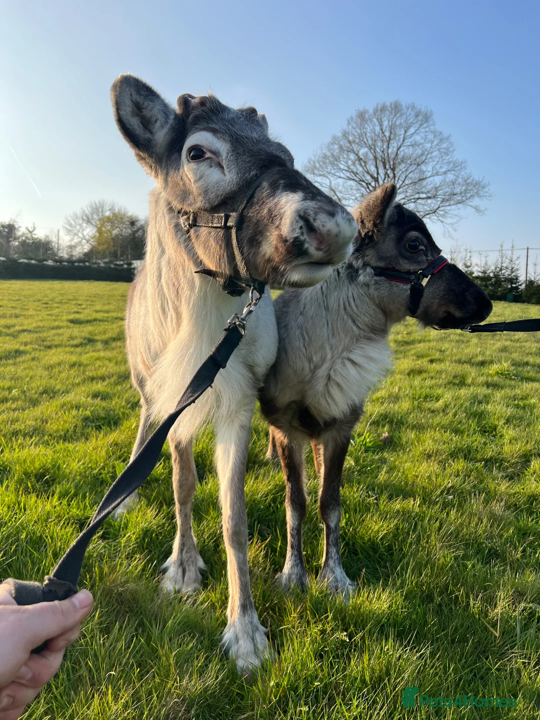 Mixed Breed livestock for sale: Reindeer for sale  - Advert 1