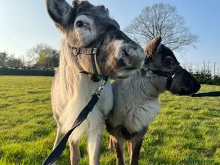Mixed Breed livestock Reindeer for sale - Advert 6