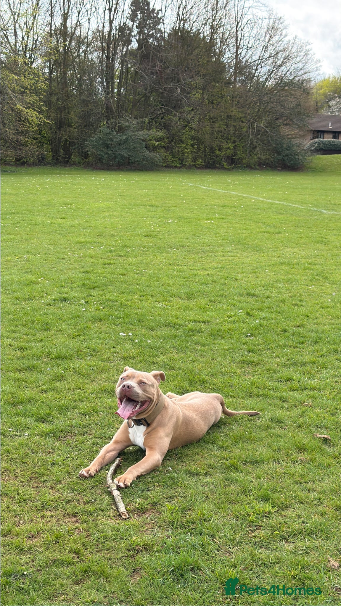 American Bully dogs Lovely standard American bully fully 8 months - Advert 1