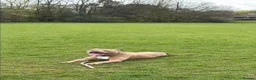 American Bully dogs for sale: Lovely standard American bully fully 8 months - Advert 1