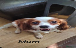 Cavapoo dogs for sale: Reserved pendling collection  - Image 9