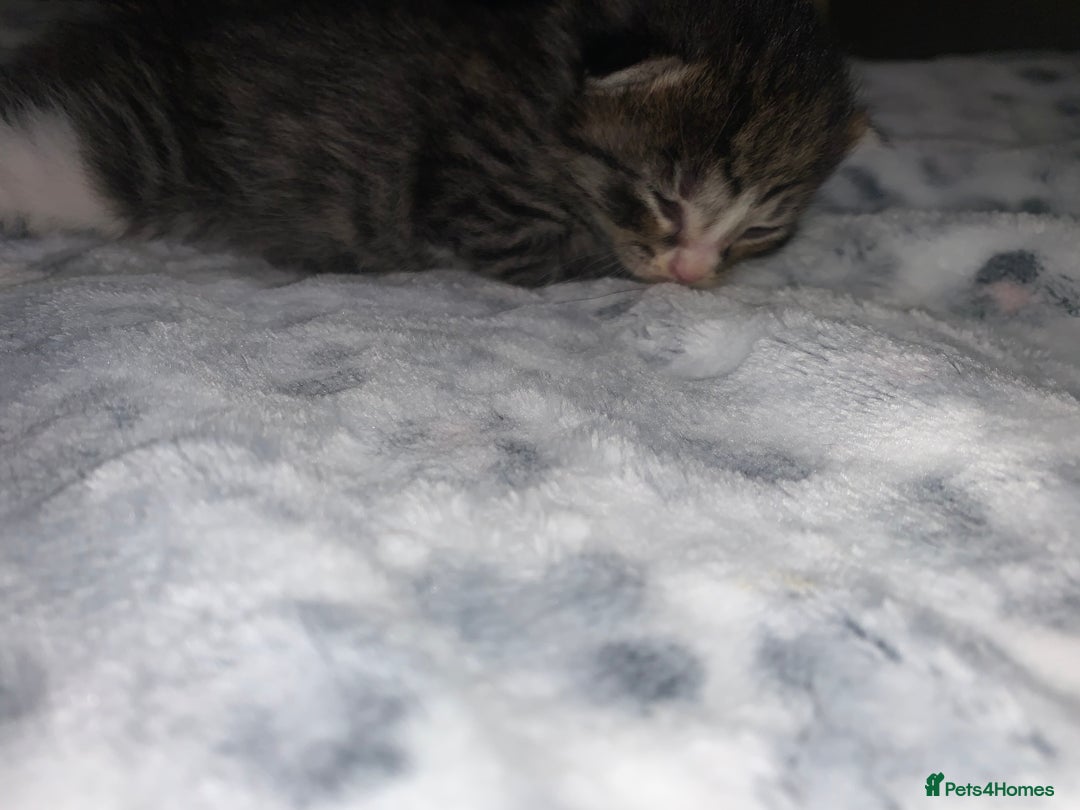 Mixed Breed cats for sale: Bright tabby’s and black kittens  - Advert 9