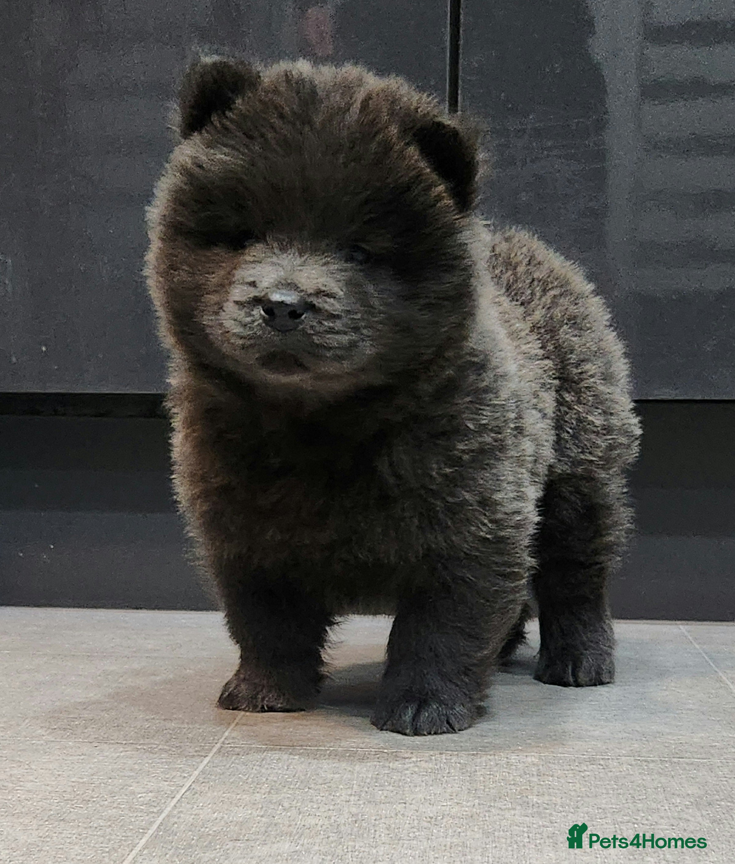 Chow Chow dogs Chow chow pedigree pups REDUCED!! - Advert 5