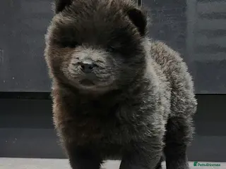 Chow Chow dogs Chow chow pedigree pups REDUCED!! - Advert 5
