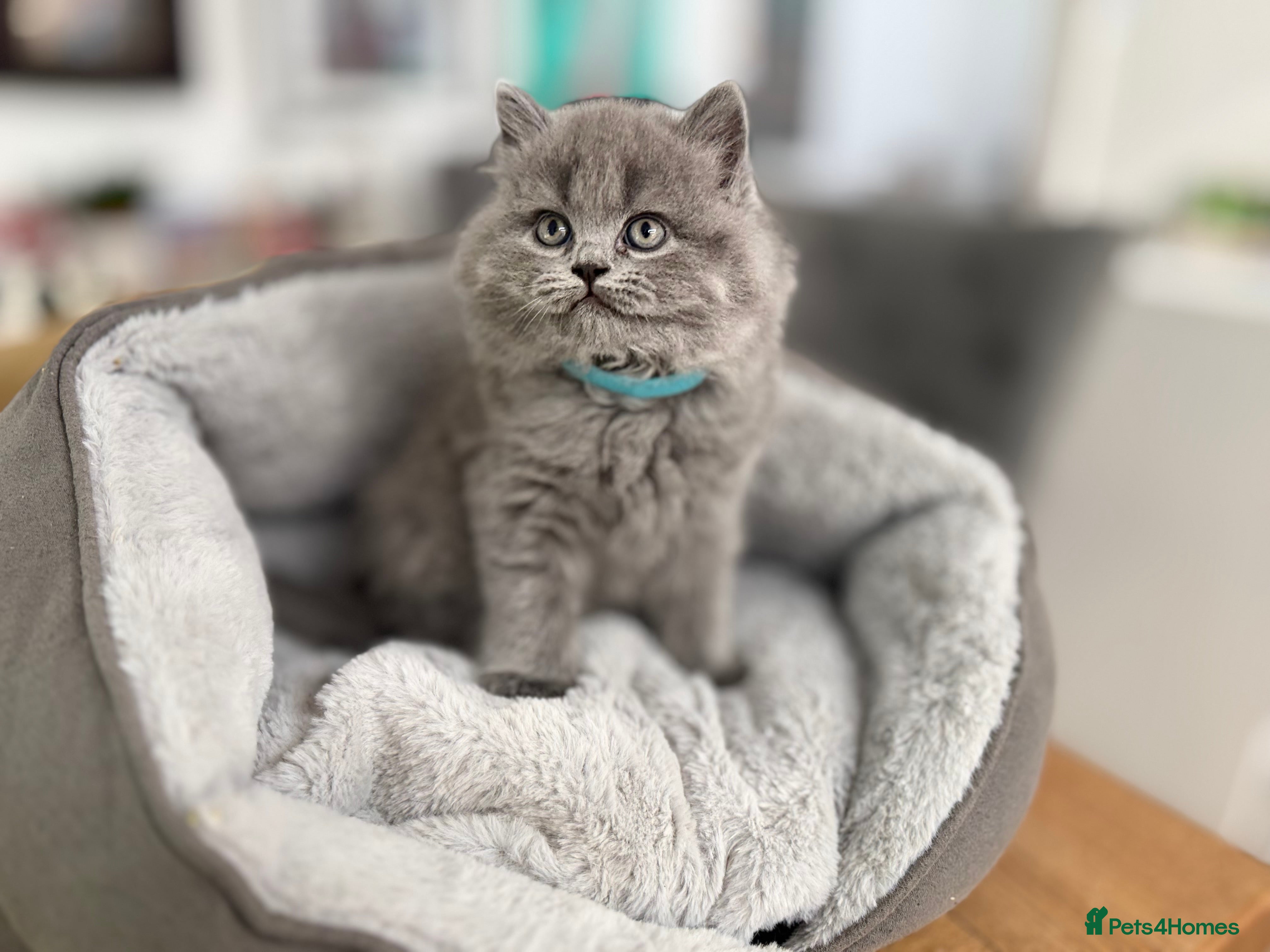 Scottish Fold cats for sale: 5 beautiful Scottish Fold’s kittens  - Advert 20