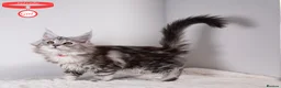 Maine Coon cats for sale: XL Stunning Maine Coon / TICA /Ready - Advert 4