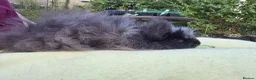 Guinea Pig rodents for sale: Cuddly Swiss Boar - Advert 4