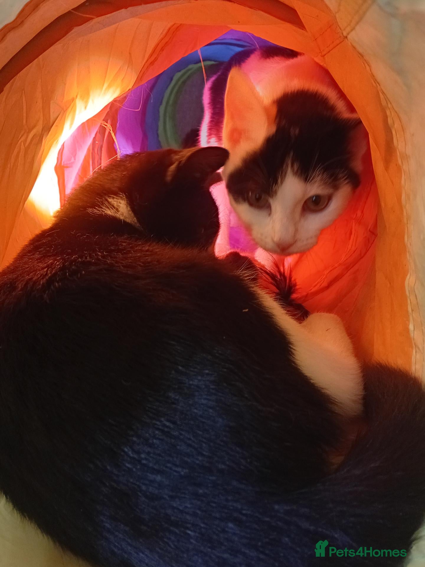 Mixed Breed cats Max Playful Kitten Looking for his forever home - Advert 2