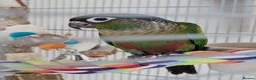 Conures birds for sale: Loving 5-Month old Green Cheek Conure (Pippin) - Advert 20
