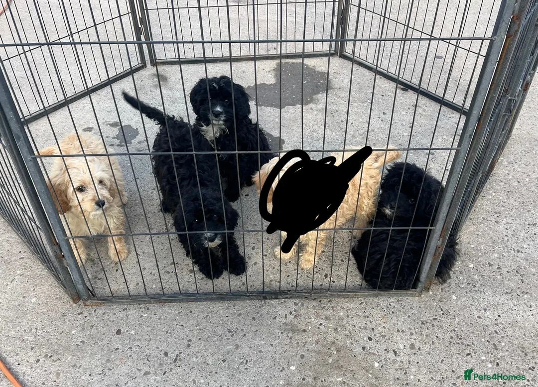 Cavapoo for sale in High Wycombe | Pets4Homes