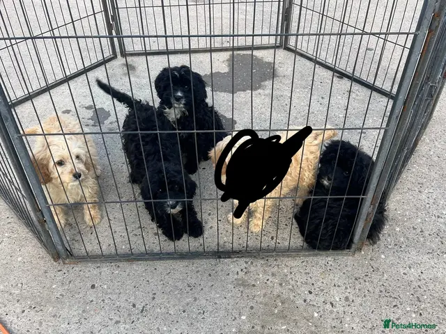 Cavapoo dogs for sale: Cavapoo - Advert 3