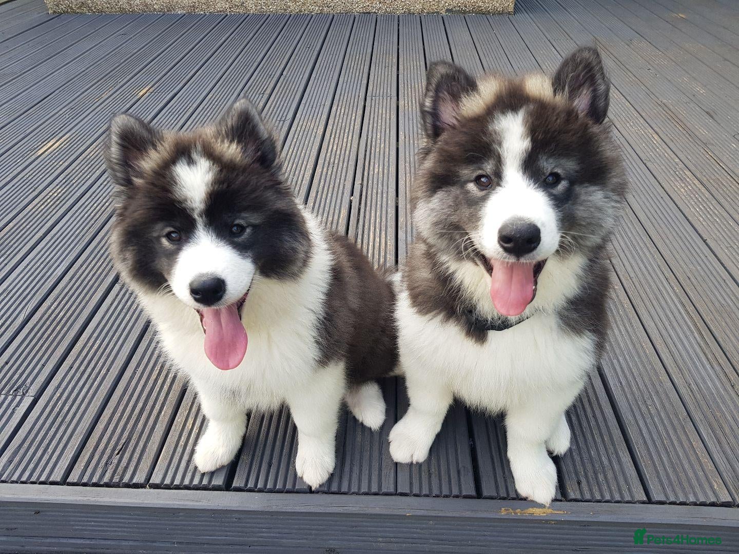 Mixed Breed dogs Beautiful Samoyed/Siberian Husky puppies💞 - Advert 1