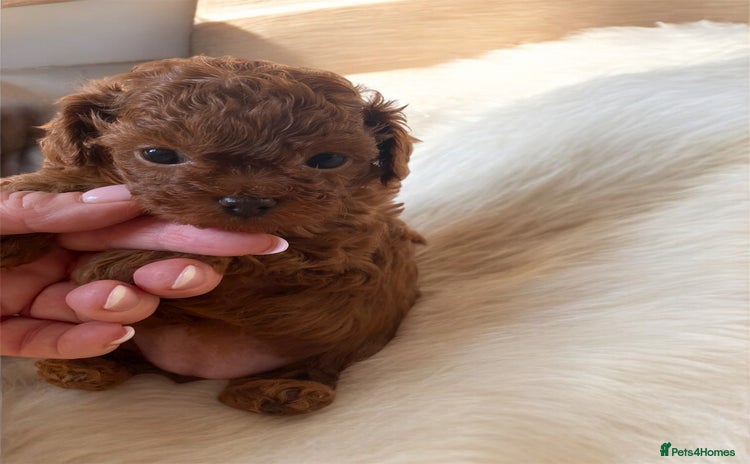 Maltipoo dogs - Advert 5