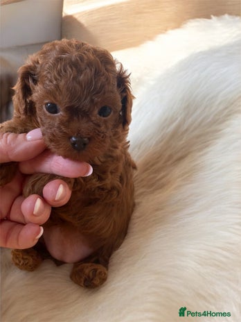 Maltipoo dogs - Advert 1