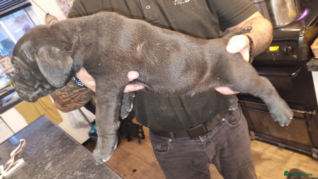 Cane Corso dogs for sale: Cane corso puppies for sale - Advert 7
