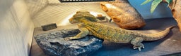 Bearded Dragon reptiles for sale: Beautiful Female bearded dragon with full set up  - Advert 20
