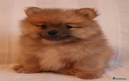 Pomeranian dogs for sale: Purebred Pomeranian Pups Raised with Love in LDN - Image 18