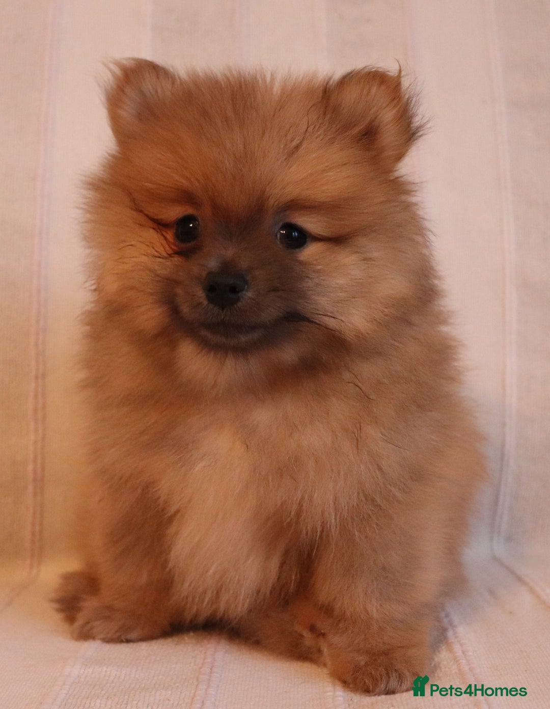 Pomeranian dogs for sale: Purebred Pomeranian Pups Raised with Love in LDN - Image 18