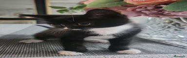 Stripe
