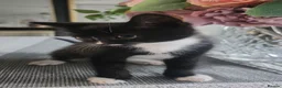 Mixed Breed cats for sale: 3 male kittens - Advert 3