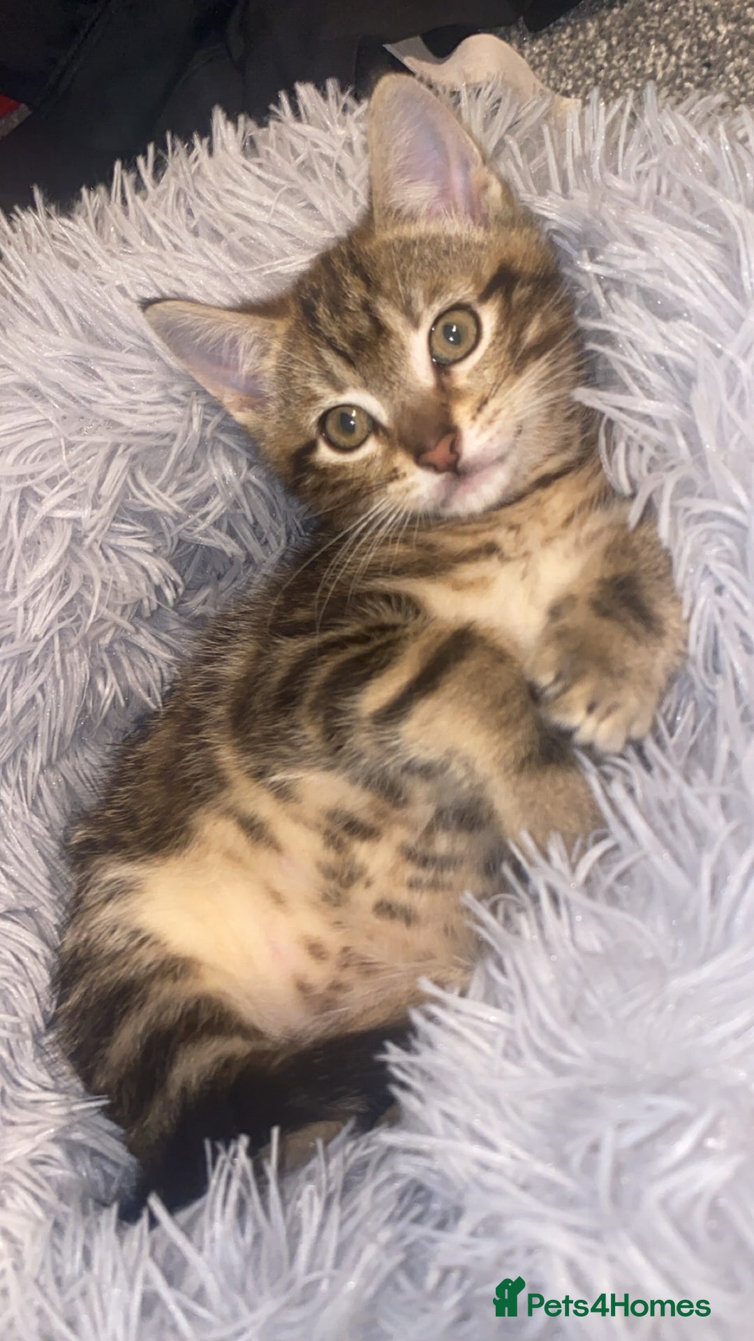 Mixed Breed cats for sale: Cute brown kitten - Advert 5