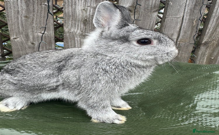 Netherland Dwarf rabbits - Advert 16