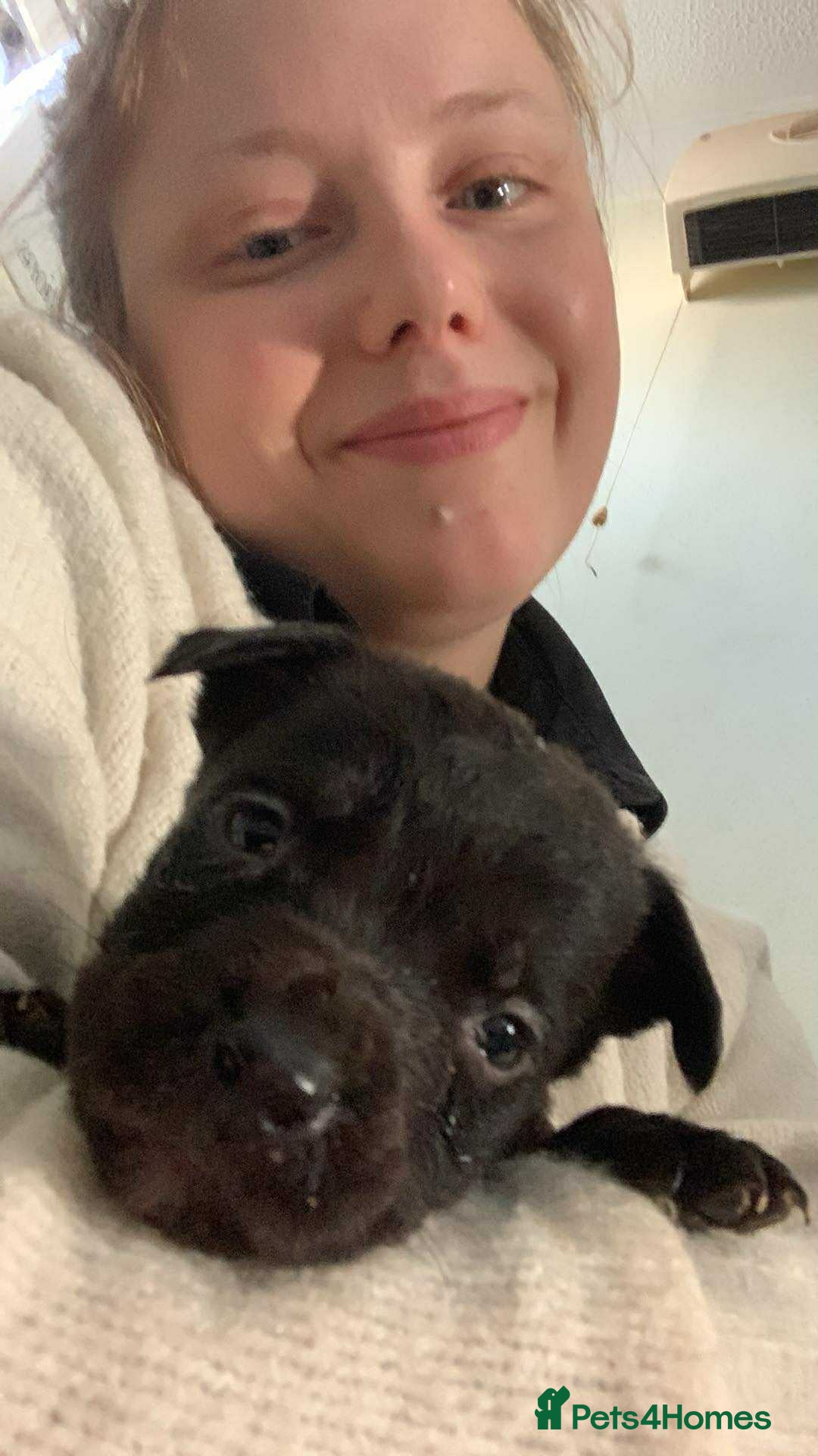 Mixed Breed dogs for sale: 4 stunning boys and 5 even more stunning girls - Advert 15