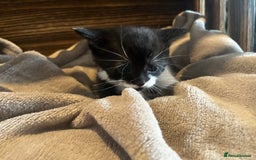 Mixed Breed cats for sale: Beautiful kittens - Image 13